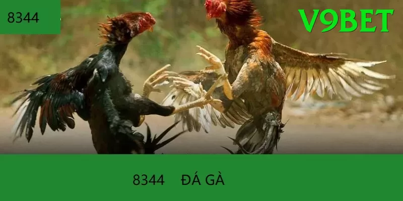 Trường Đấu Đá Gà Chuyên Nghiệp - Top server