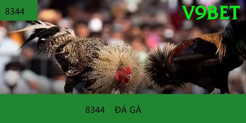 Cách Đọc Kèo Đá Gà - FAQ